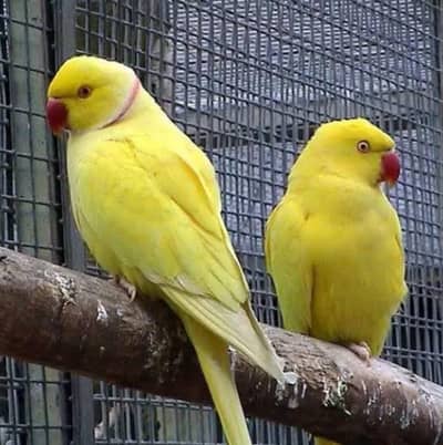 am selling my perrots