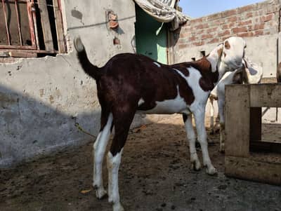 Eid spceaiol qurbani beauti
