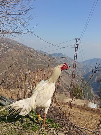 aseel murgha aur  aseel Heera murgha