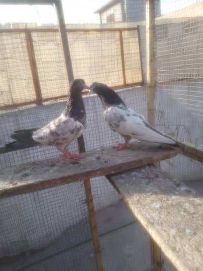 orgnal ferozpuri pair