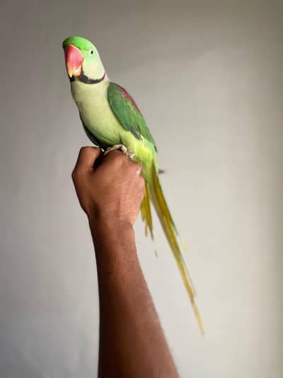 Raw Parrot For Sale