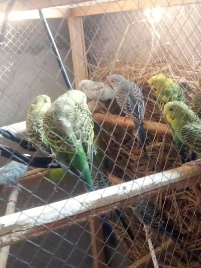 Budgies breeder pairs