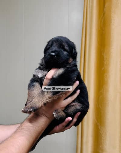 Pedigreed German shepherd puppies | german shepherd dog| GSD puppy