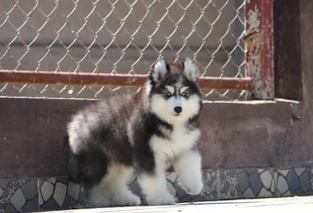husky puppy/dog/dog