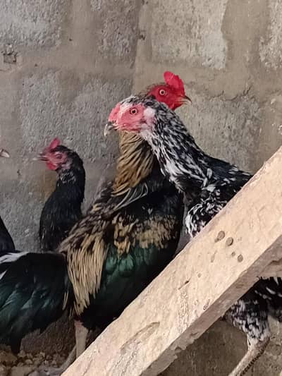 Aseel Murga , 3 Aseel Murgi