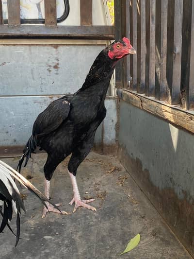 0317.968. 211.5 gis Bhai na Lana ha what's app pa rabta kro