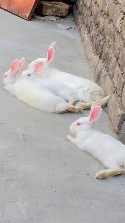 Beautiful Rabits For Sale