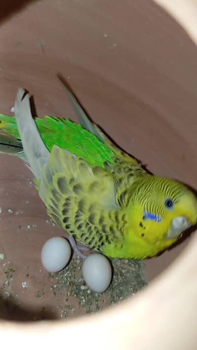 TCB female Golden Face Male Pair with Eggs