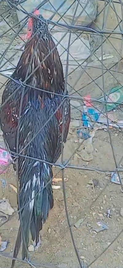 black cheena patha for sale