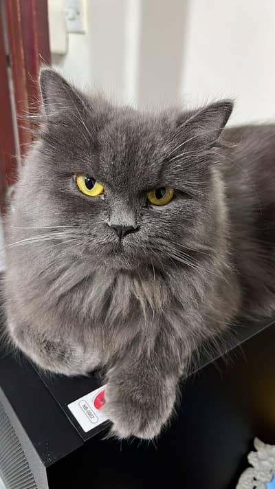 persian cat available for mating