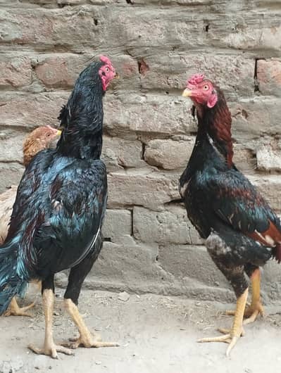 Shamoo Aseel young 9 monnth