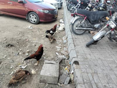 4 Aseel Male and 4 Aseel Female