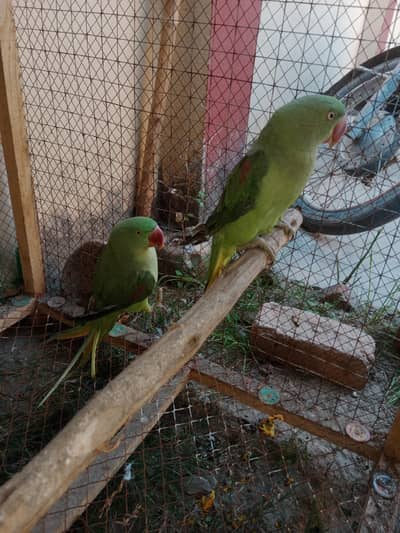 raw male and female for sall