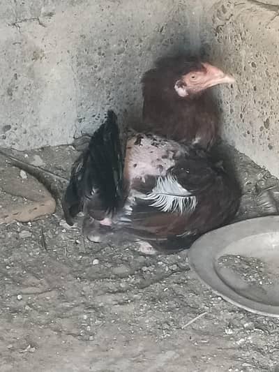 Aseel kurak murgi for sale