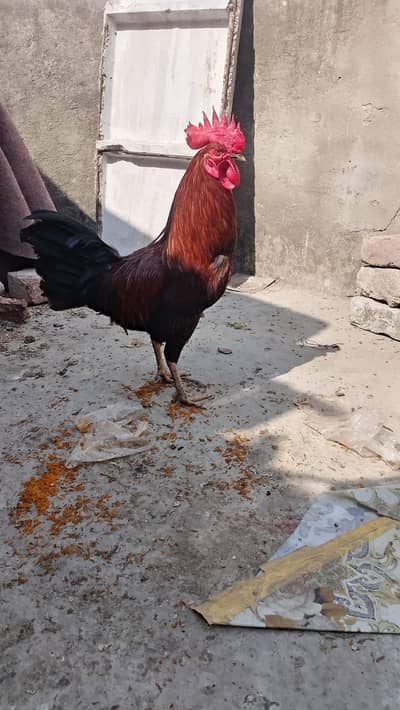 Desi murga and murgi