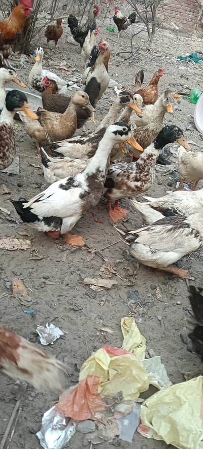 beautiful Desi egg deny wali ducks