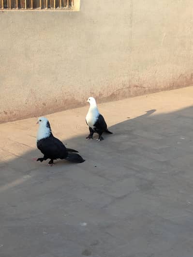 Black karblai pign pair for sale