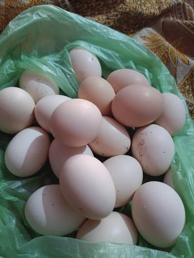 pure gar KY Desi Andy available hai