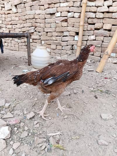 Aseel Sindhi female eggs dy rhi ha
