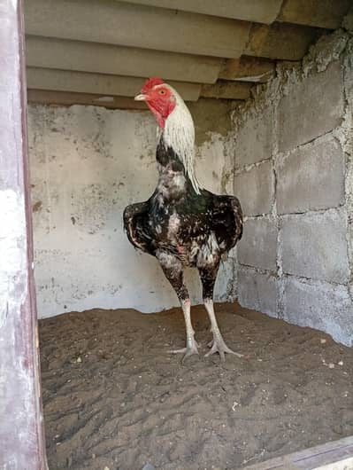 Pure Aseel Java Murga Long Height