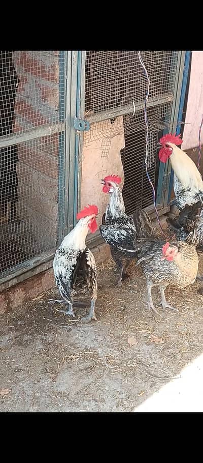 fayoumi male total 6 age 7 month