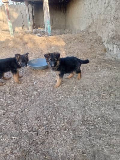jerman shepherd puppies female