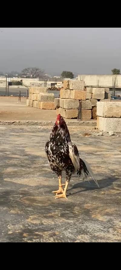 aseel mianwali one eye breeder