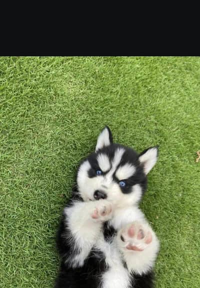 Siberian husky puppies  03111968618
