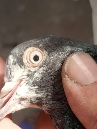 Baby Pigeons / teddy /wehshi /lakhay /kamagar/ golden