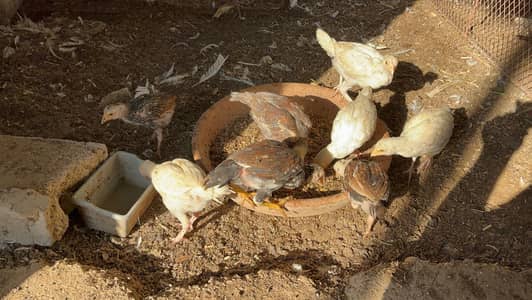 Aseel Heera Or Saleta 1 Heera Patha