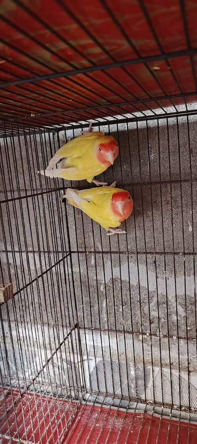 Lovebirds & Cockatiel For Sale