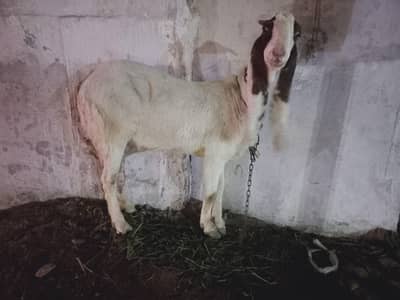 gulabi jambu size bakri