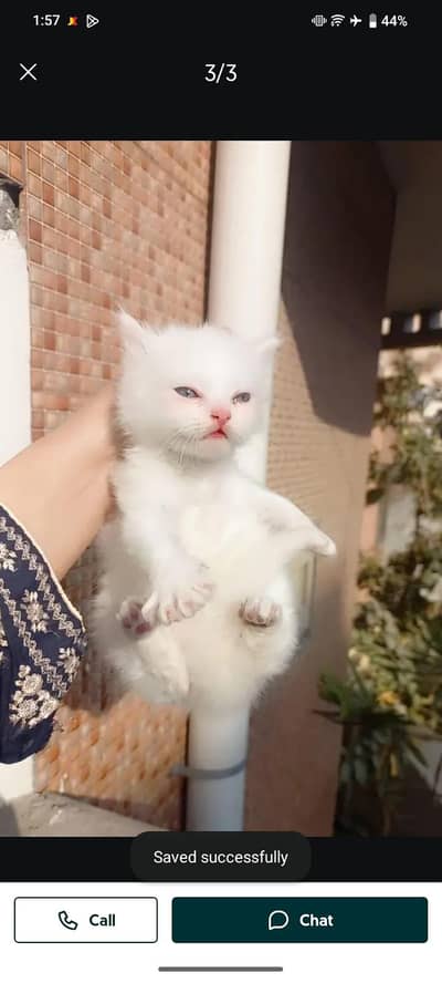 Persian cat for sale my WhatsApp number 0329-26-51-586