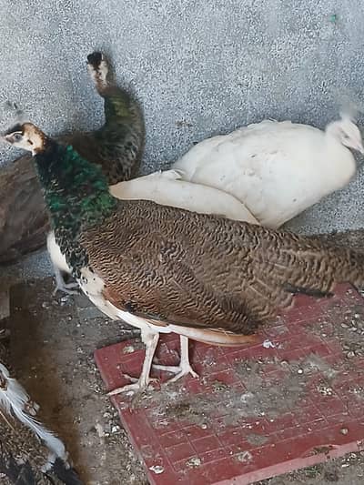 2 pair of peacock and 1 pied male