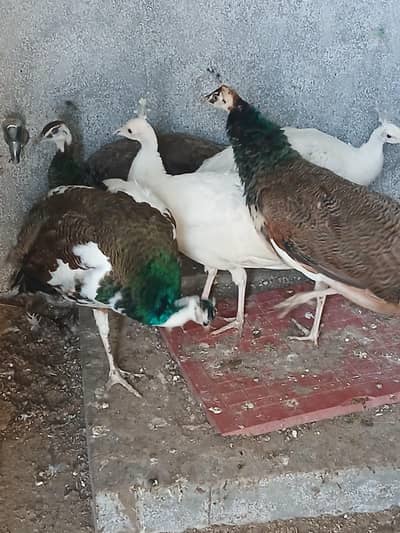 2 pair of peacock