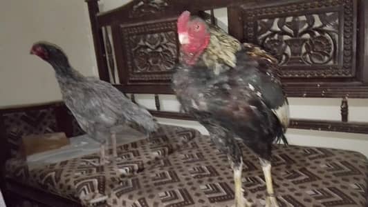 Argentina, mianwali and gandhari chicks and eggs