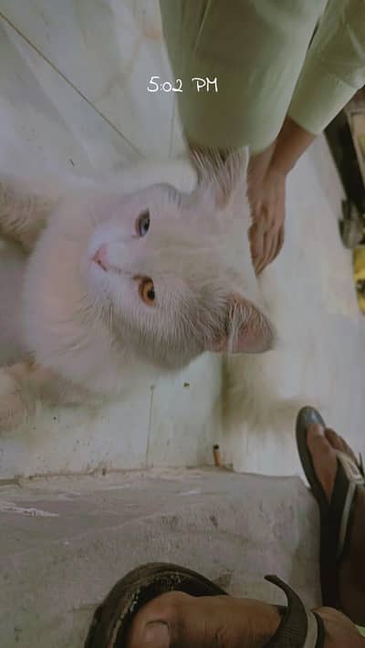 Persian double coat odd eyes