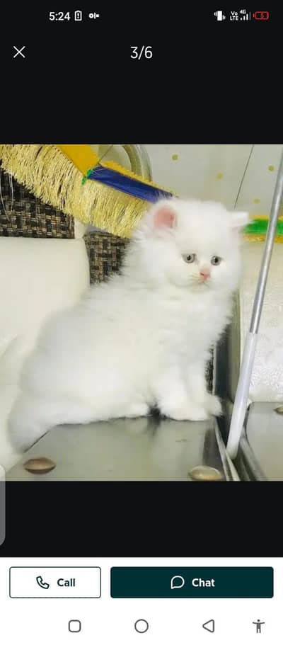 Persian cat for sale male or female my WhatsAp03313091788