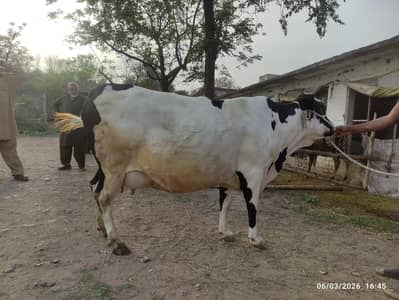9 months Pregnant Cow for Sale