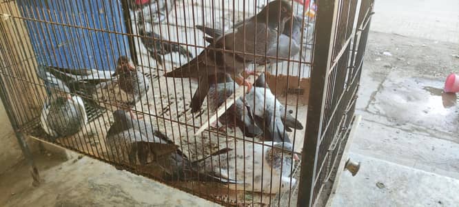 Resulted baby pigeons For sale