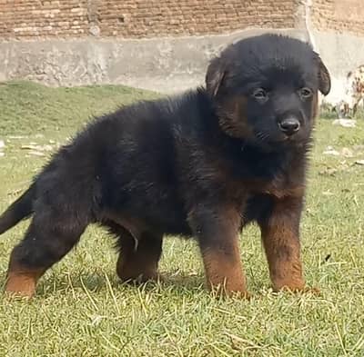 German Shepherd puppies for sale