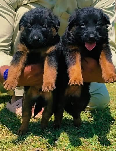 German Shepherd | triple coated | black mask puppies pair | Gsd dog