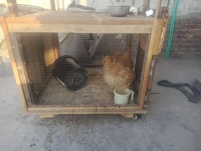 مضبوط پنجرہ ہے خود تیار کروایا بڑے سائز کے ٹائر لگے  ہیں