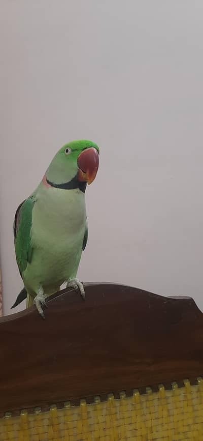 full hand tame /raw parret /talking parrot