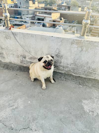 Pug female