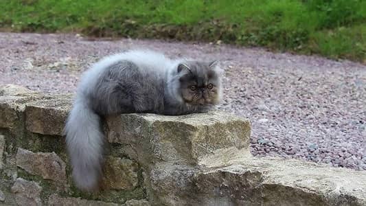 Triple Coat Gray Smoke Full Friendly