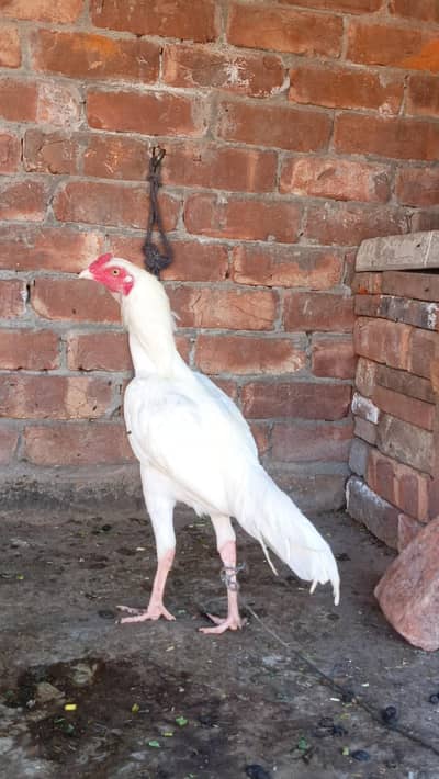 White Aseel patha pathi