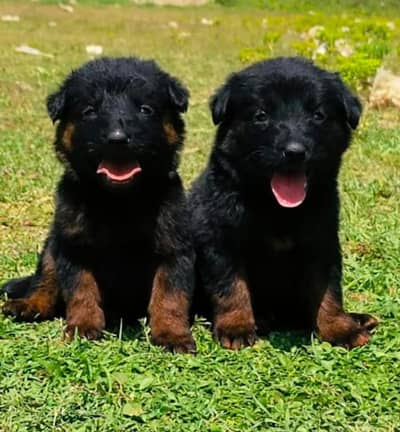 German shepherd | Puppy | GSD | D. og for sale | Long coat