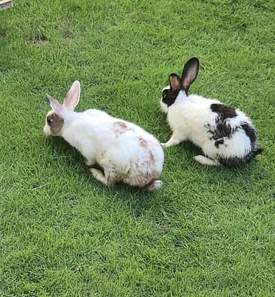 3 Rabbits For Sale (Urgent)