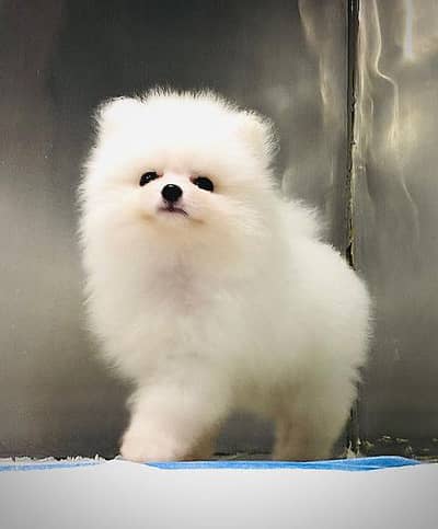 Pomeranian puppies 03111968618
